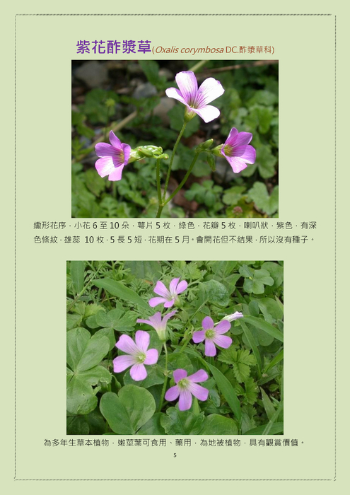花花世界---紫花篇